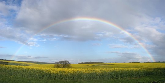 Spring rainbow over oilseed crop