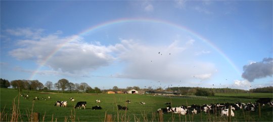 Spring rainbow over dairy farm