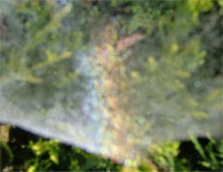 Out of focus dewbow on a dense web