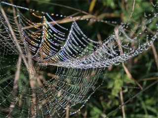 Rainbow colours in dew on spider web