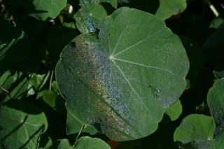 Dewbow on a nasturtium leaf