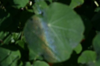 Out of focus dewbow on nasturtium leaf