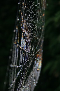 Out of focus colours on spider web dew