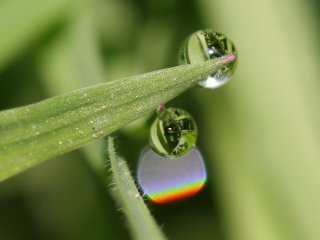 In focus guttation drops and droplet bow