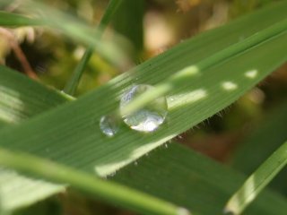 Almost spherical water drop on grass
