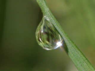 Distorted drop on grass