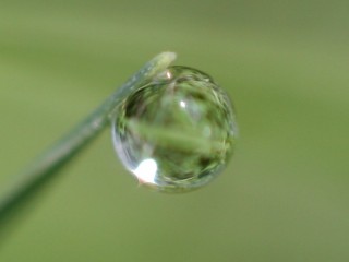 Undistorted droplet on grass