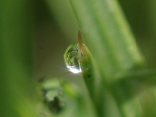 Small undistorted droplet