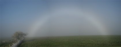 Full fogbow with tree for scale