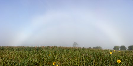 Fogbow over a maize field