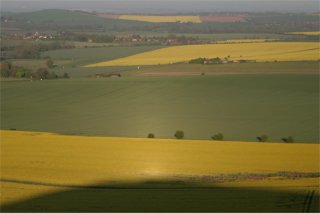Heiligenschein on crops