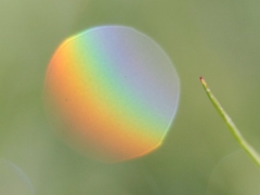 Miniature rainbow in a single drop