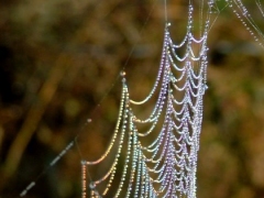 Spider web dewbow