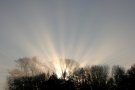 Crepuscular Rays through Trees