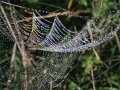 Dewbow on a Spiderweb