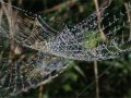 Dewbow on a Spiderweb