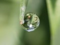 Interference off a Dewdrop