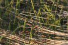Spider Web Glitter Path