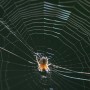Web Diffraction with Spider