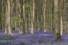 Upper Tangent Arc and Bluebells